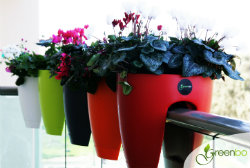 Standard red orange black green white(copy)